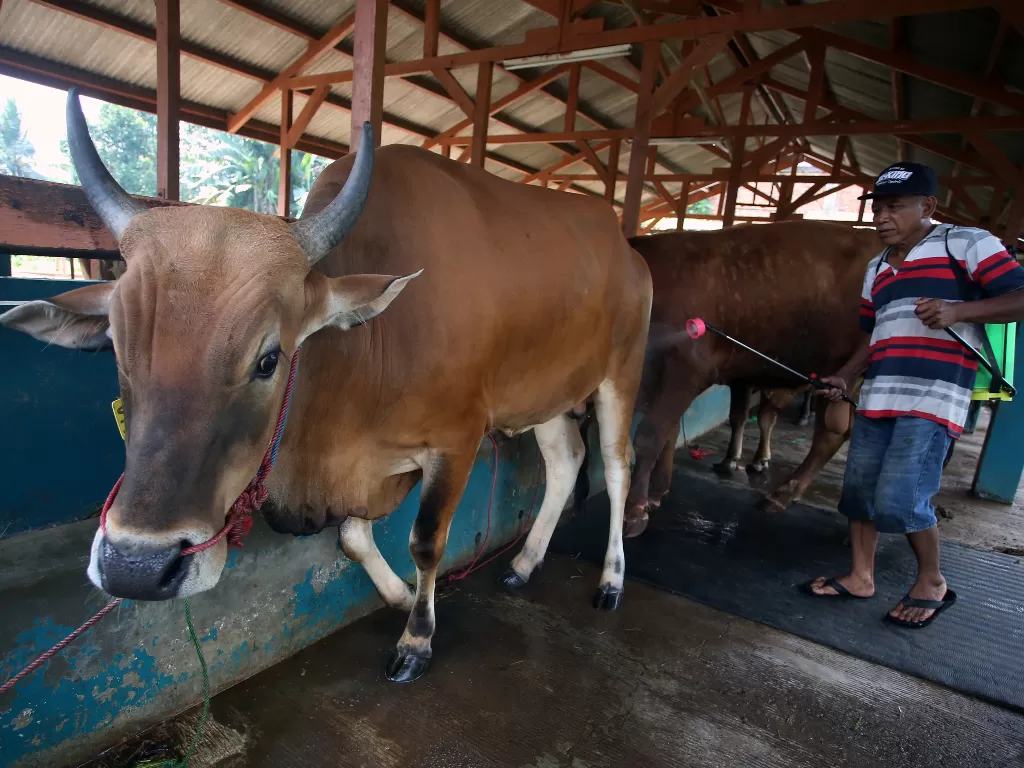 Ilustrasi - Pekerja menyemprotkan cairan disinfektan ke sapi yang dijual untuk qurban di Muncul, Tangerang Selatan, Banten, Rabu (22/6/2022). (ANTARA/Muhammad Iqbal)