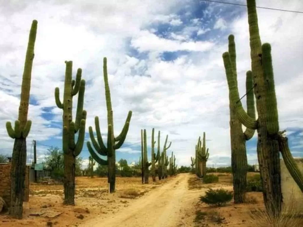 Ilustrasi kaktus. (Unsplash)