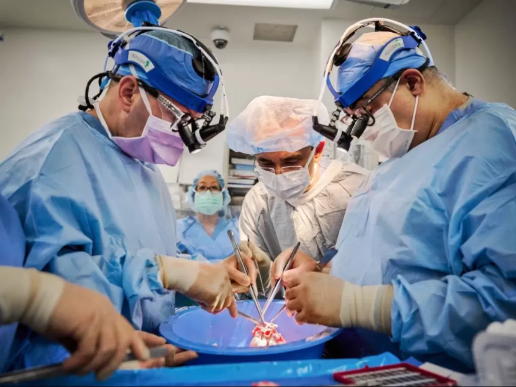 Dokter sedang melakukan bedah jantung babi yang sukses ditranplantasikan ke manusia. (Foto/Joe Carrotta for NYU Langone Health) 