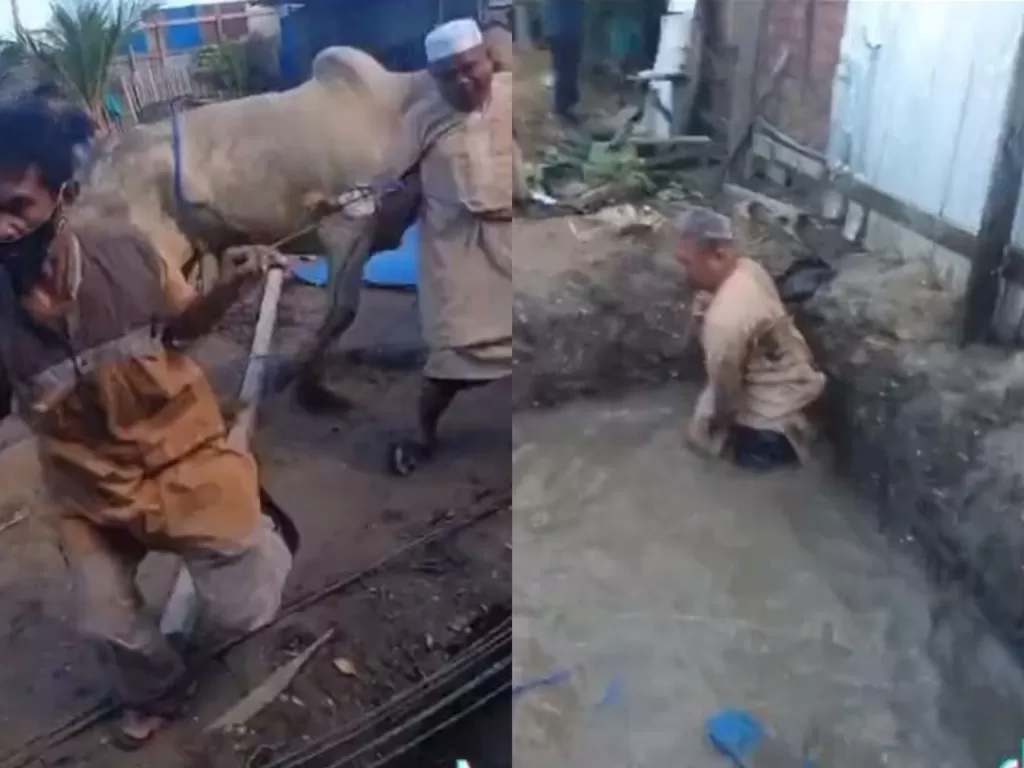 Momen sapi brutal yang takut di kurban bikin panitia masuk ke kubangan air. (Instagram/@fakta.berita)