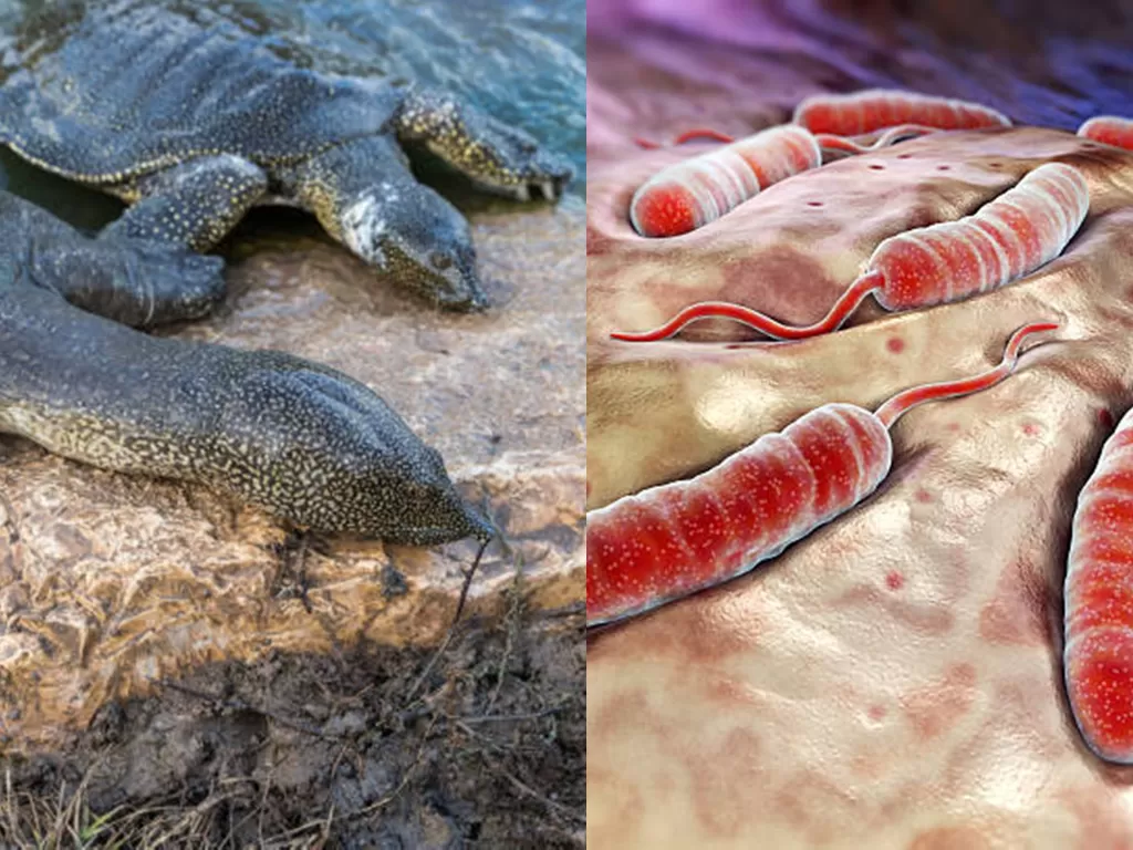 Ilustrasi kura-kura cangkang lunak yang diduga menjadi inang bakteri penyebab kolera (Freepik)