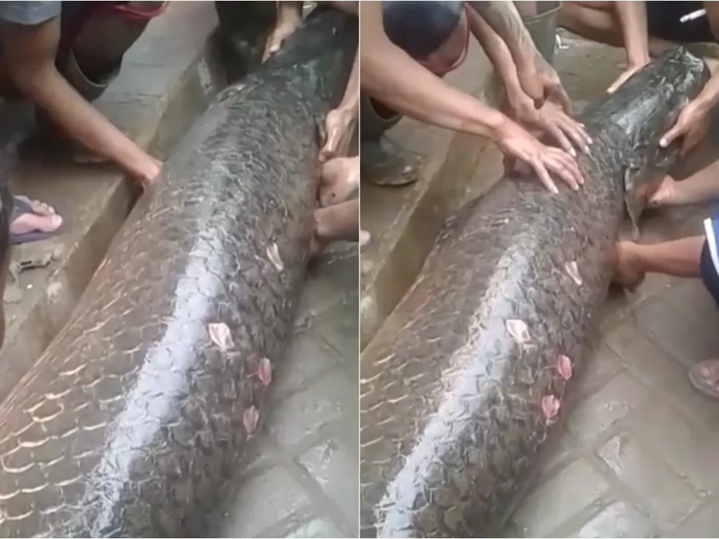 Penemuan ikan raksasa di Garut. (Instagram/@trsin19)