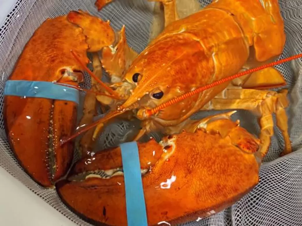 Lobster orange yang cukup langka sekarang berada di rumah baru di Ripley's Aquarium. (Foto/CNN)