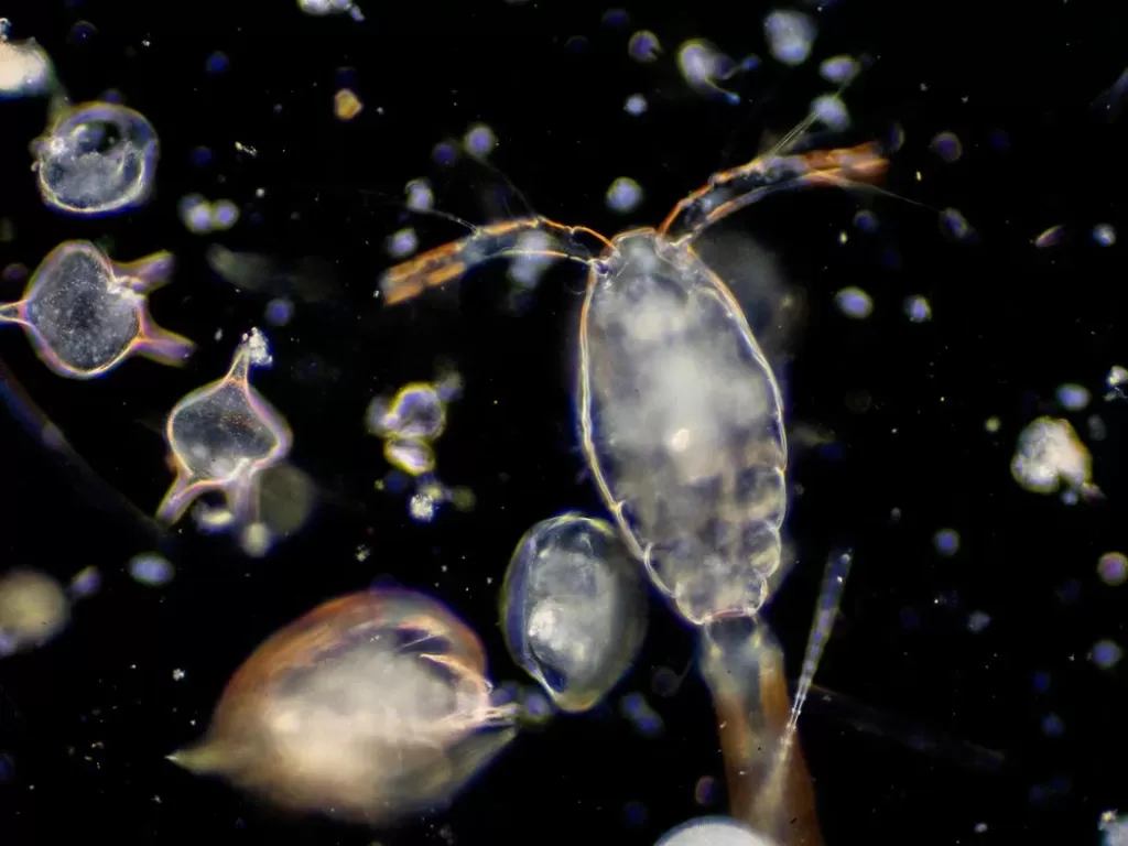 Ilustrasi plankton. (Smithsonianmag)
