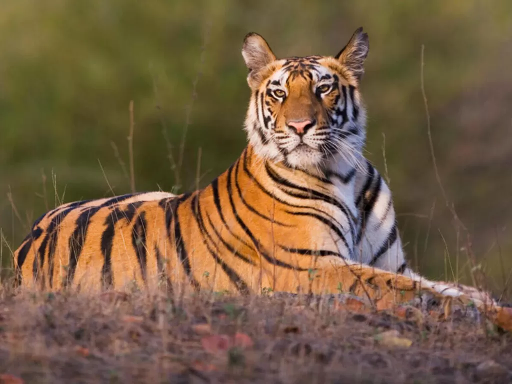 Seekor harimau yang sedang bersantai (Worldwildlife.org)