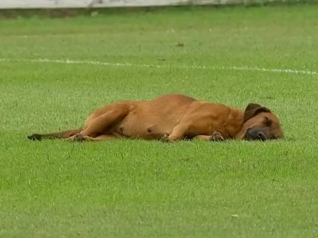 Seekor anjing tidur siang di lapangan saat pertandingan di Liga Paraguay. (Screenshoot/Twitter/@1899dan)