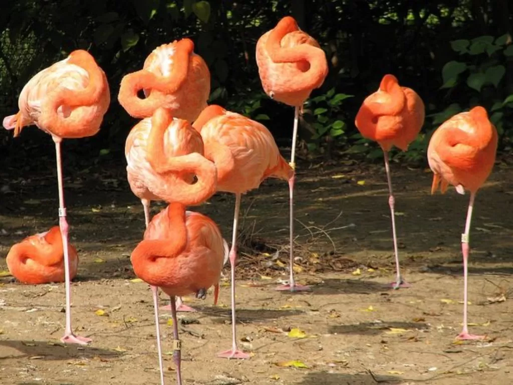 Penampakan flaminggo berdiri dengan satu kaki. (Nationalgeographic)
