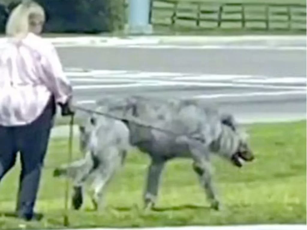 Seorang wanita berjalan dengan hewan raksasa bikin netizen tercengang. (Foto/Daily Star)
