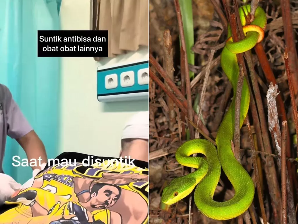 Kiri pria yang tergigit ular hijau berbisa (TikTok/harbie16) dan kanan ilustrasi ular hijau (freepik)