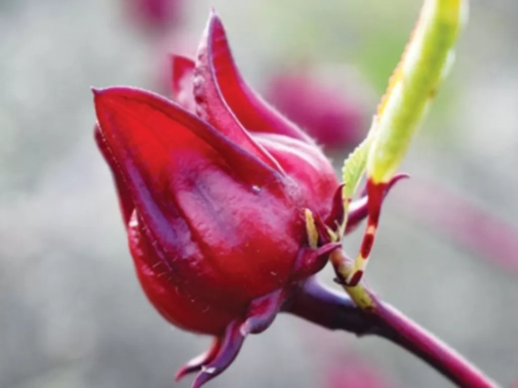 Tanaman bunga rosella. (Z Creators/Nadhila Zahrin)
