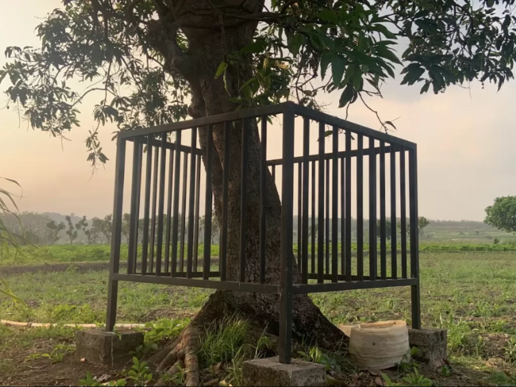 Pohon kemarat Dusun Memek (Z Creators/Dio Masafan Mufio)