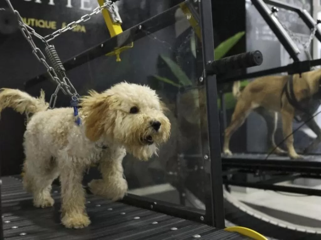 Anjing berlari di treadmill di gym yang berlokasi di Abu Dhabi, UEA, (Karim SAHIB/AFP)