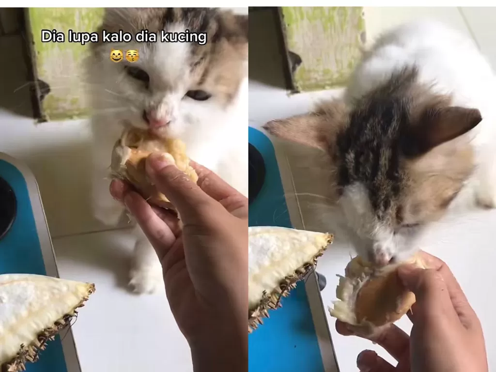 Kucing yang suka memakan buah durian (TikTok/aquariuside)