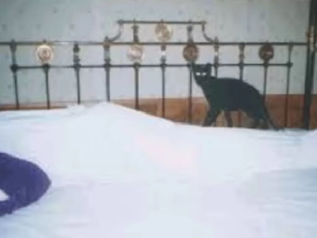 Mayat dilangkahi kucing hitam (malam berisik)