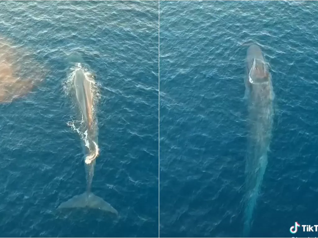 Penampakan paus sebesar kapal di Labuan Bajo. (TikTok/@langkahjauh)