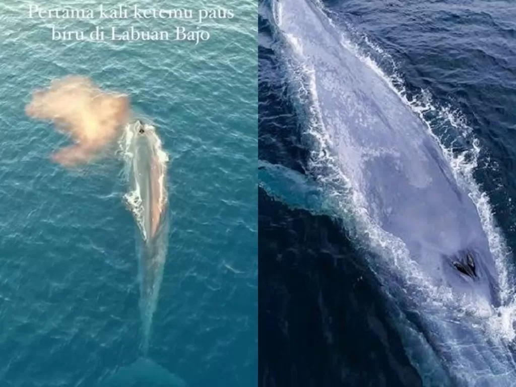 Kiri: Penampakan paus biru di laut Gili Lawa. (Instagram/@langkahjauh)/ Kanan: Ilustrasi paus biru. (Nationalgeographic)