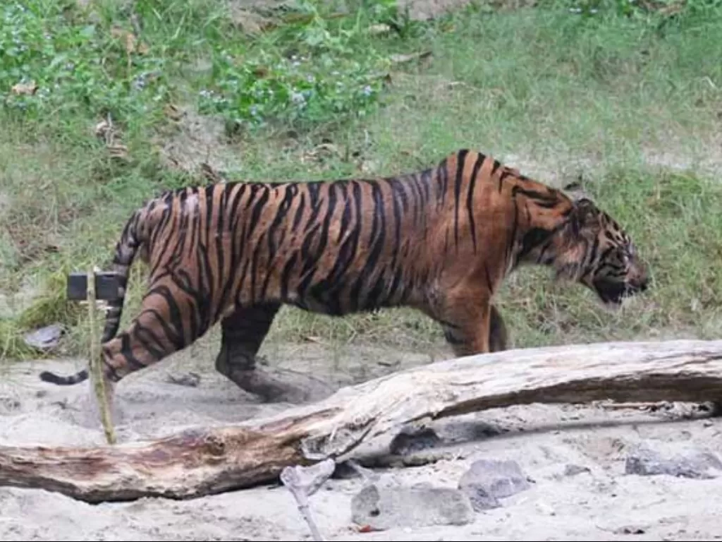 Harimau sumatra diberi nama Lhokbe saat dilepasliarkan di Taman Nasional Gunung Leuser, Aceh, Kamis (18/8/2022). (ANTARA/HO/BKSDA Aceh)