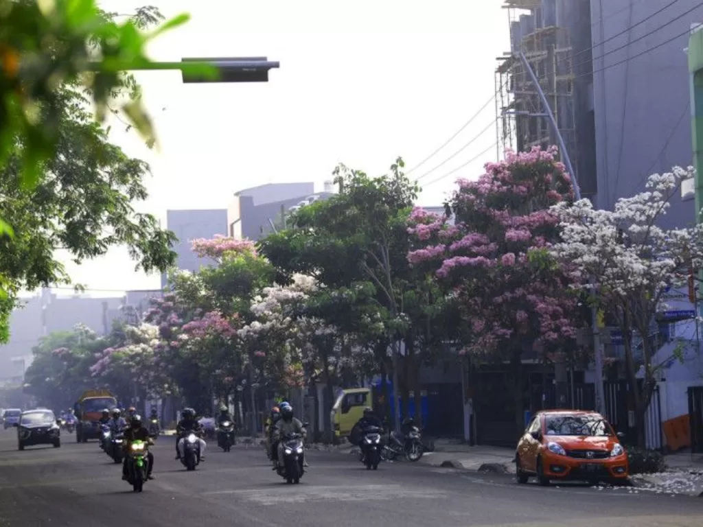 Ribuan pohon Tabebuya kembali bermekaran di jalan-jalan protokol Kota Surabaya, Jawa Timur, Jumat (2/9/2022). (ANTARA/HO-Diskominfo Surabaya)