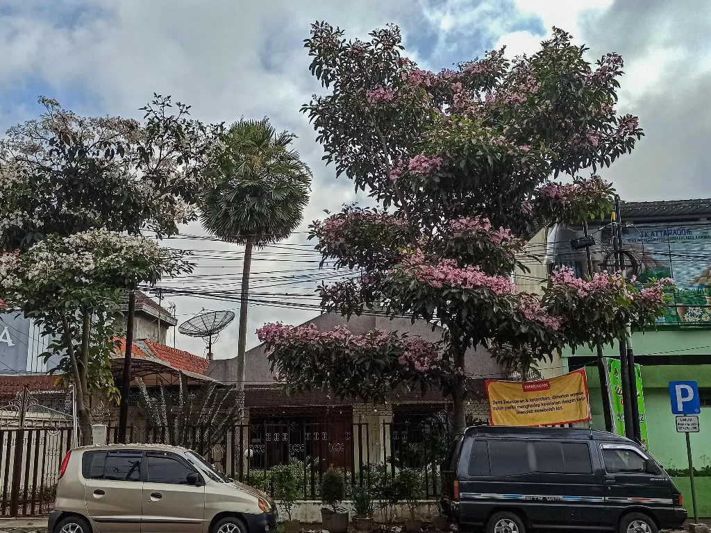 Mekarnya bunga tabebuya di Malang (Z Creators/Rani Rachmania)