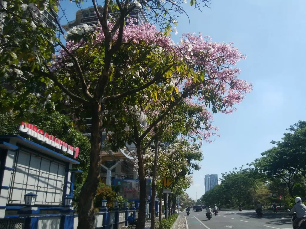 Bunga tabebuya menghias Surabaya (Z Creators/Ferdi Agus)