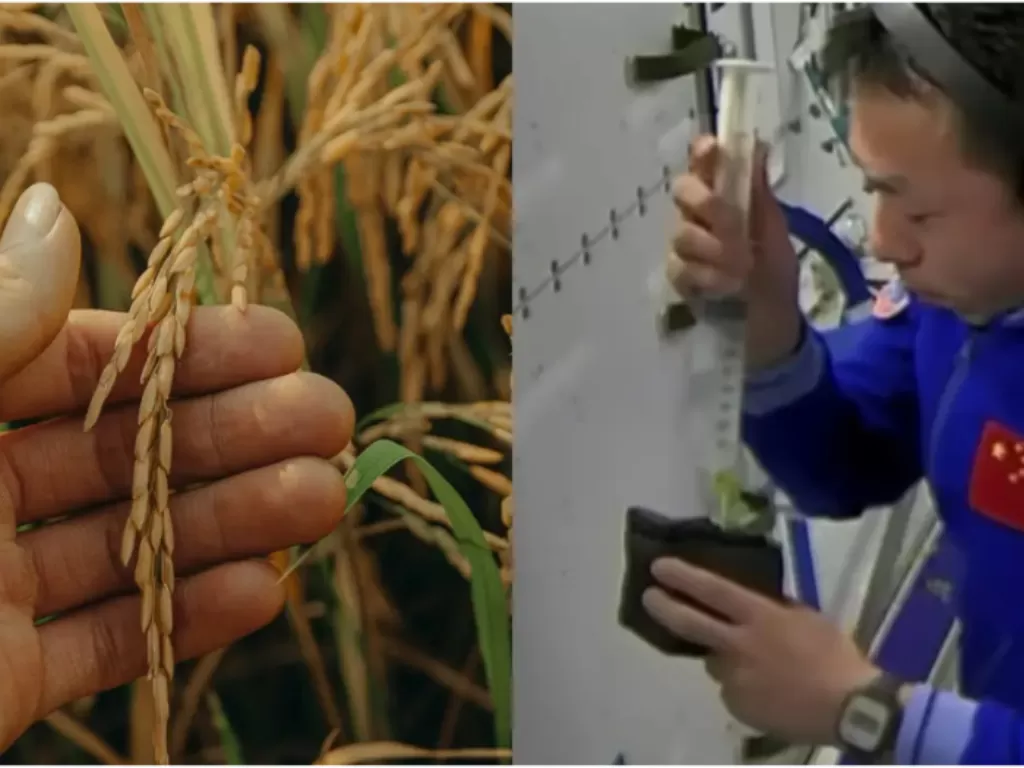 Astronot China berhasil menanam padi di luar angkasa. (Dok. Pexels/vietnamphotographer/SCMP)