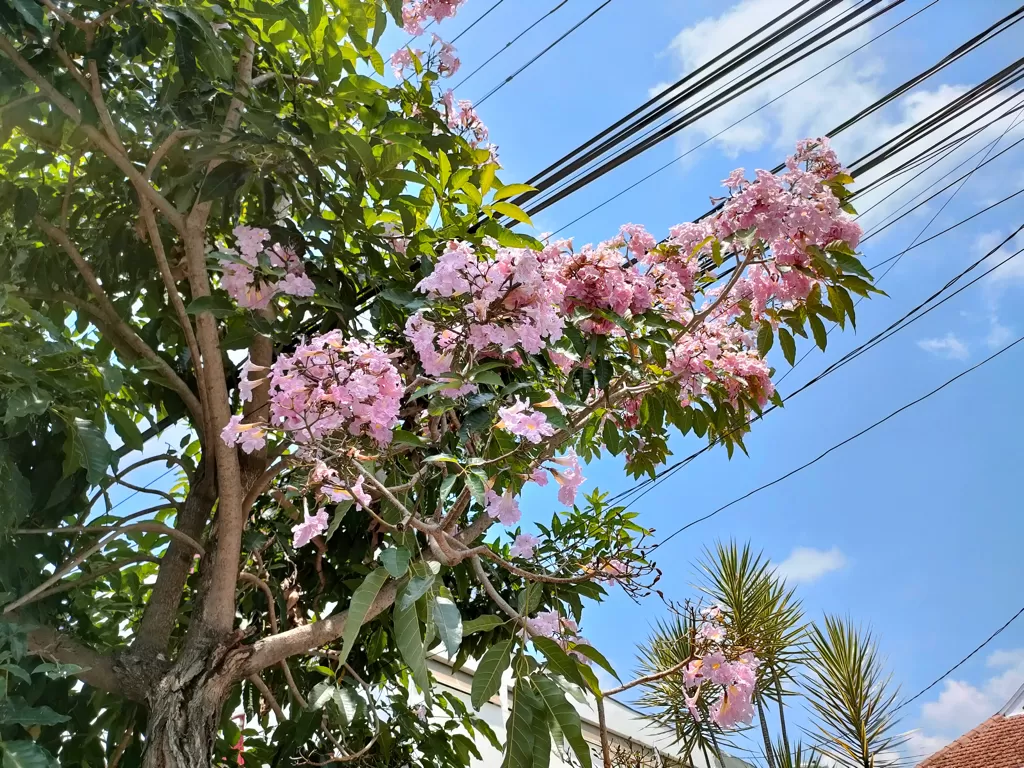 Bunga tabebuya bermekaran indah di Malang (Z Creators/Hasan Syamsuri)