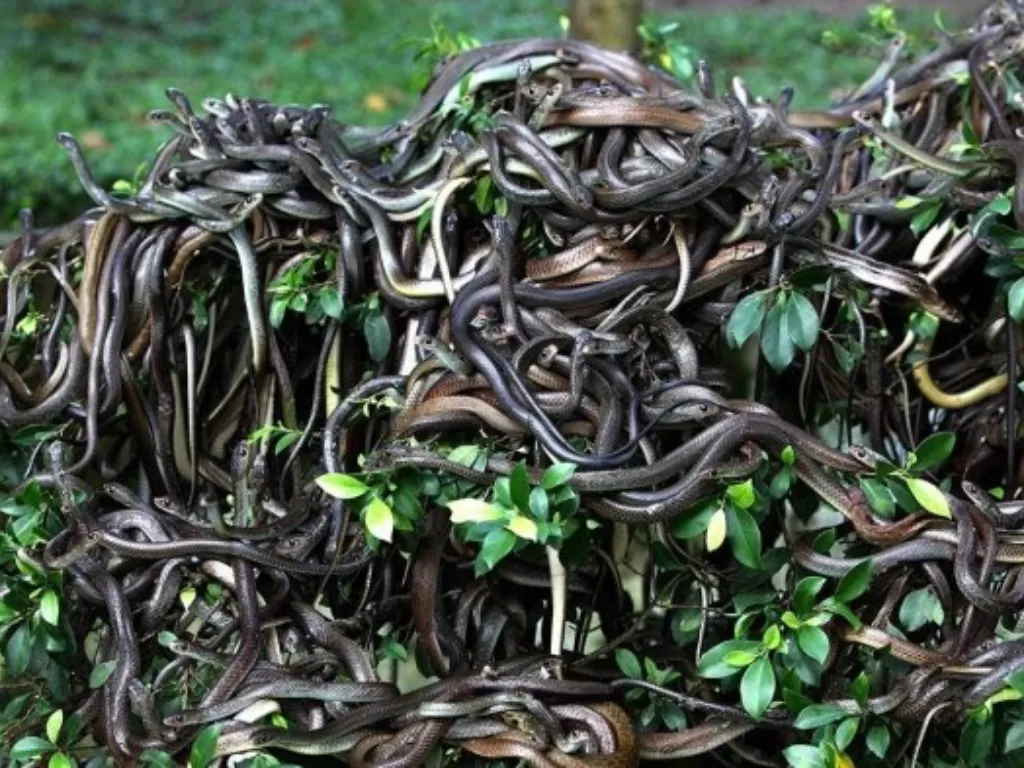 Pulau ular Brasil. (Dailyindia)
