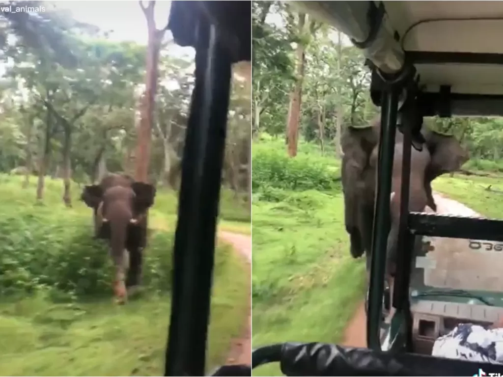 Momen gajah kejar wisatawan. (TikTok/@survival_animals)