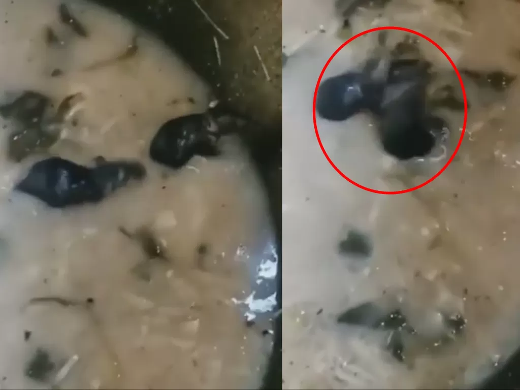 Tikus gelut di dalam kuah sayur (Instagram/video_medsos)