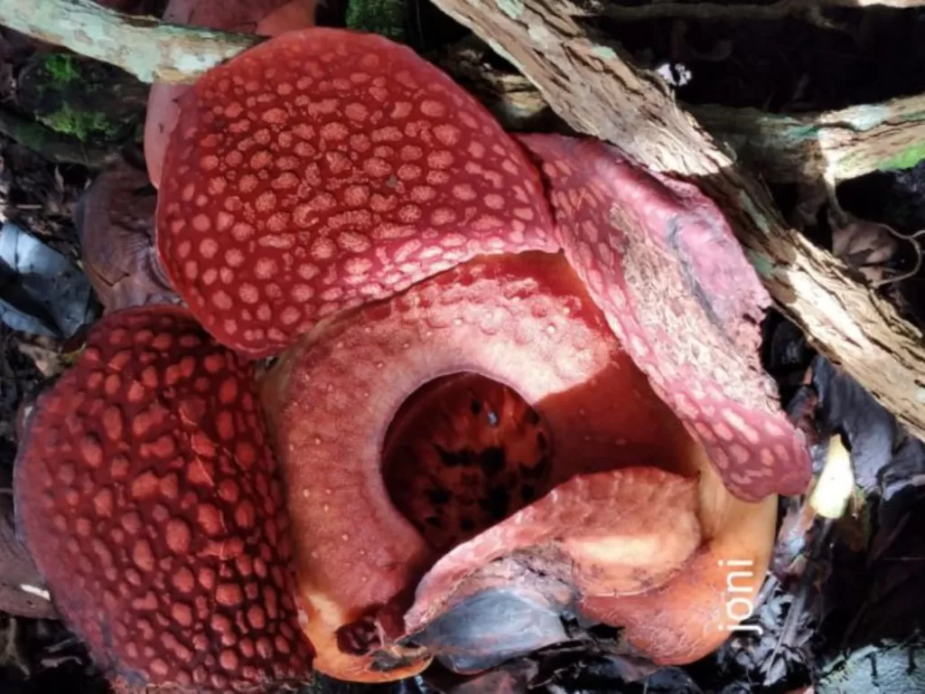 Bunga Rafflesia Arnoldii mekar sempurna di rumah warga. (Antara)