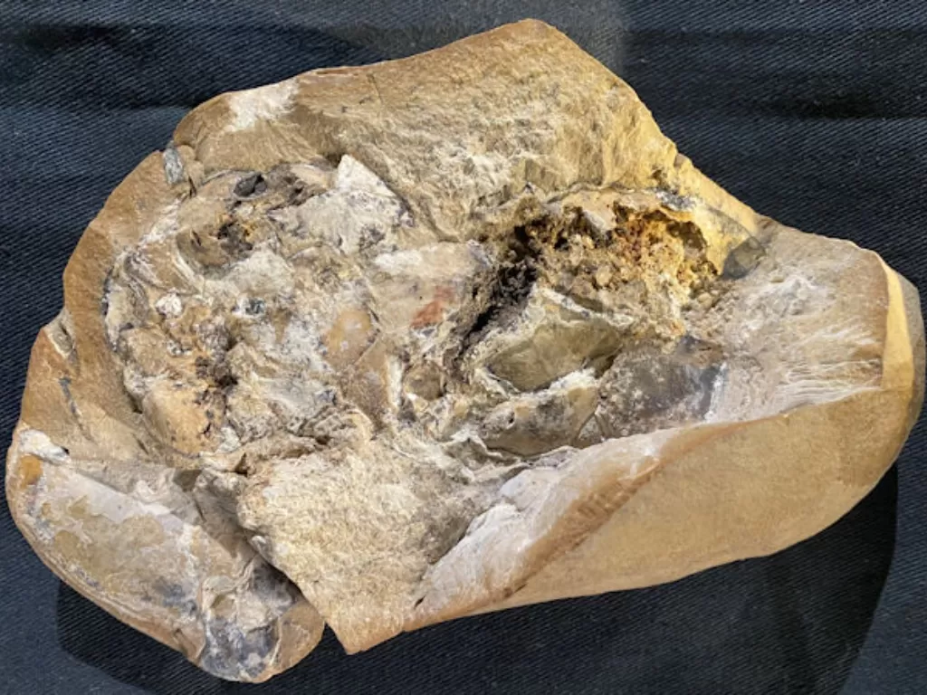 Jantung Berusia 380 Juta Tahun Jantung 3D yang diawetkan berusia 380 juta tahun ditemukan oleh para peneliti (Yasmine Phillips, Universitas Curtin)