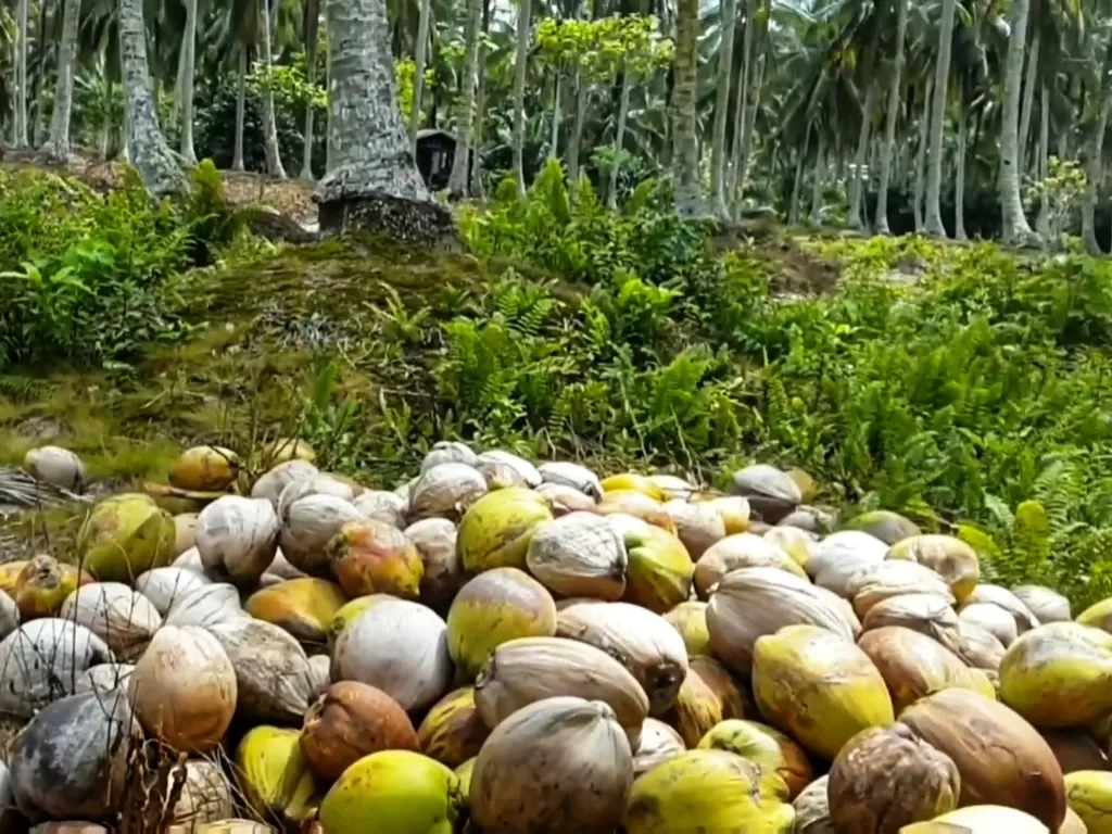 Tumpukan kelapa yang akan dihanyutkan ke sungai (Z Creators/Riki Ariyanto)