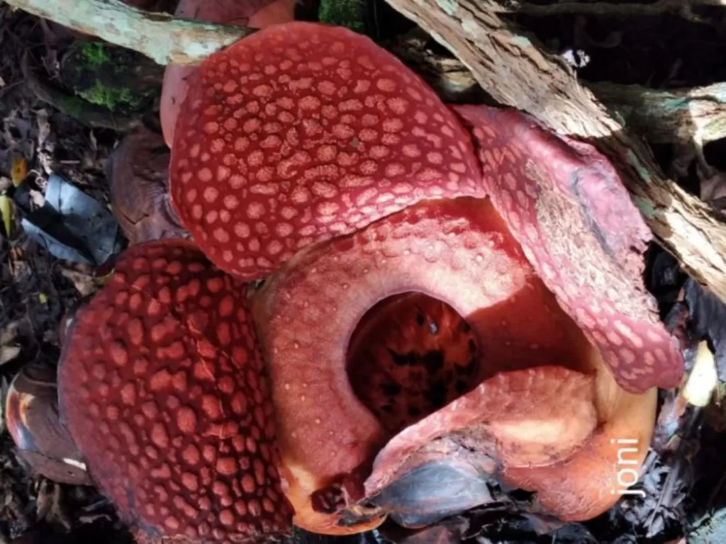 Bunga Rafflesia Arnoldii yang mekar. (Dok . Joni Hartono)