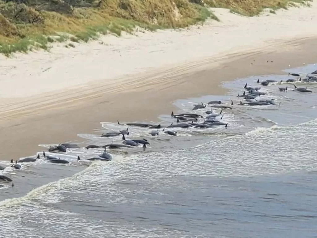 230 ekor paus ditemukan terdampar di pantai barat Tasmania, Australia. (REUTERS/NRE Tasmania)