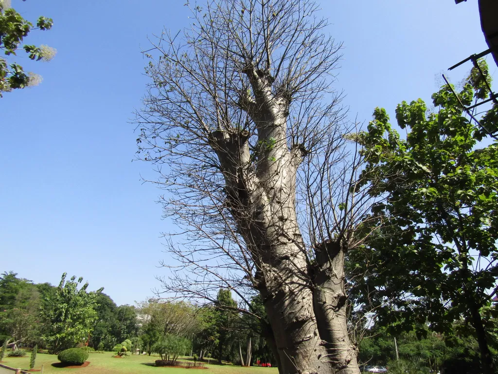 Baobab, pohon purba raksasa punya banyak manfaat. (Z Creators/Vivi Sanusi)