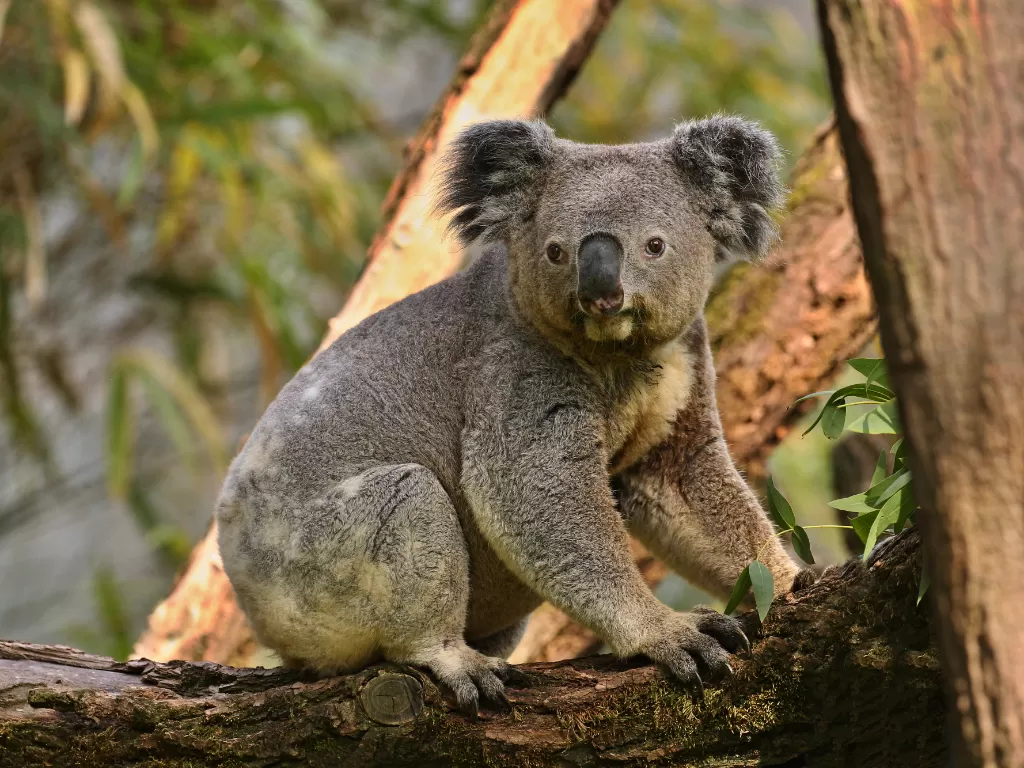 Australia melakukan konservasi upaya melindungi tumbuhan dan hewan yang terancam punah.  (Freepik/vladimircech)