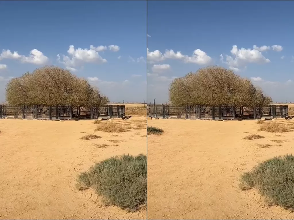 Pohon Sahabi di Yordania. (TikTok/@amritsaraje)