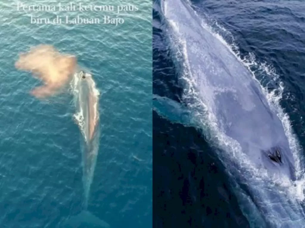 Kiri: Penampakan paus biru di lautan Labuan Bajo. ((Instagram/@langkahjauh)/ Kanan: Ilustrasi paus biru. (Nationalgeographic)