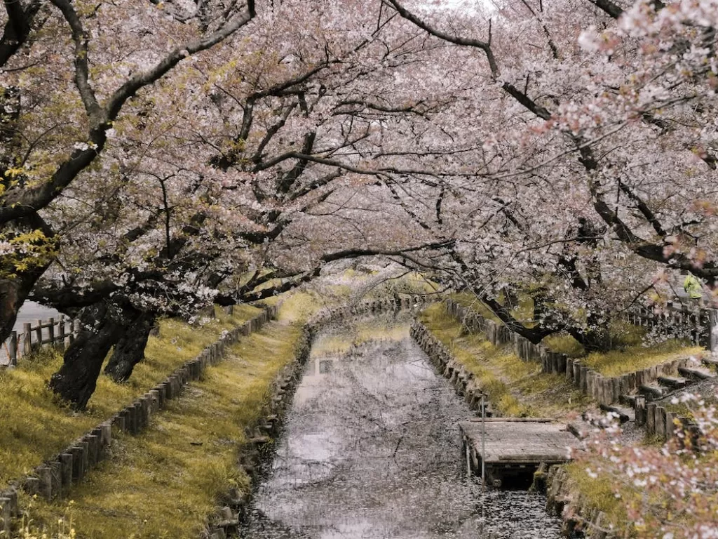 Musim bunga sakura, Jepang. (Pexels)