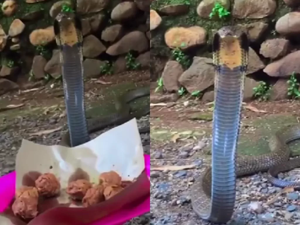 Ular kobra muncul saat pria sedang makan basreng (Instagram/dagelan)