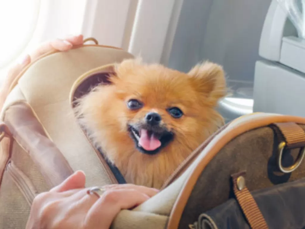 Ilustrasi anjing yang dibawa ke kabin saat penerbangan dengan pesawat. (Pixabay)