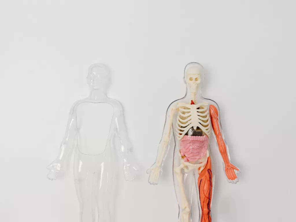 Anatomi tubuh. (Pexels)