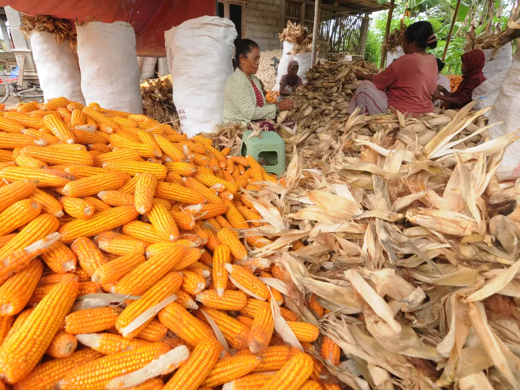 Pekerja mengupas kulit jagung hasil panen di Bengking, Jatinom, Klaten, Jawa Tengah, Selasa (11/10/2022). (ANTARA/Aloysius Jarot Nugroho)