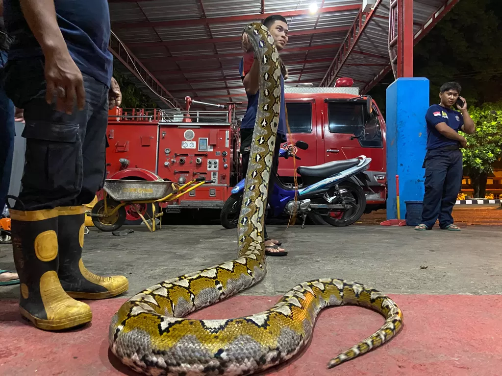 Hati-hati kemunculan ular saat musim penghujan. (Z Creators/Rudi Hartono)