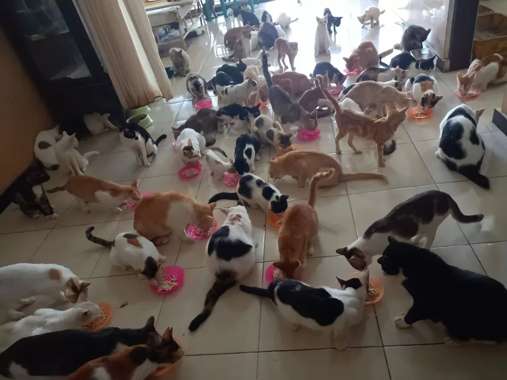 Rumah singgah untuk ribuan kucing telantar (Z Creators/Vivi Sanusi)