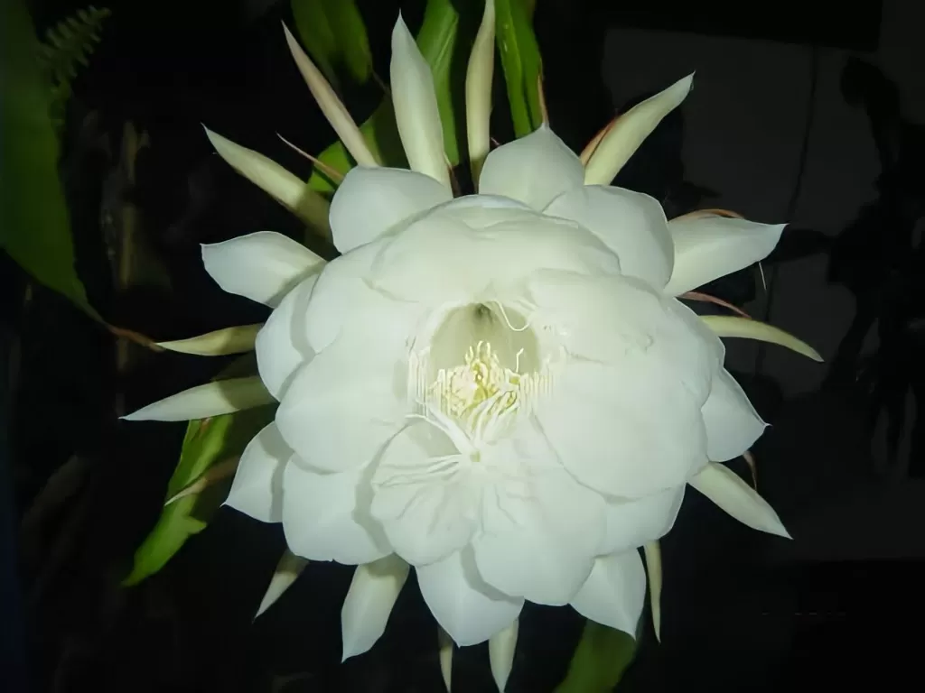 Bunga yang kental sama mitos Nyi Roro Kidul (Z Creators/Vivi Sanusi)