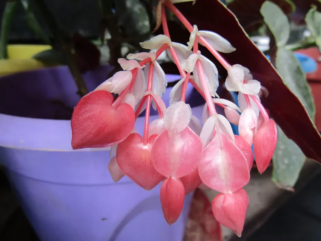 Bunga Begonia dipercaya pembawa keberuntungan. (Z Creators/Vivi Sanusi)
