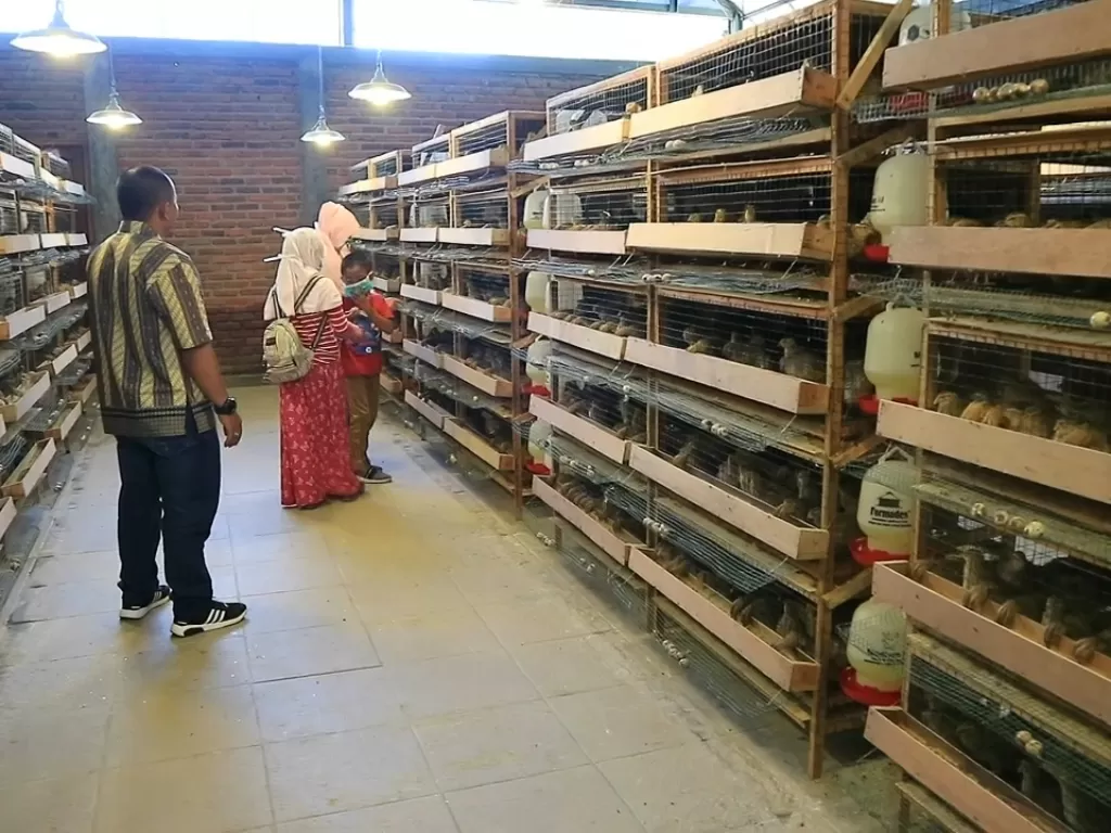 Wisata panen telur puyuh di Lembang, Bandung. (Z Creators/Martin)