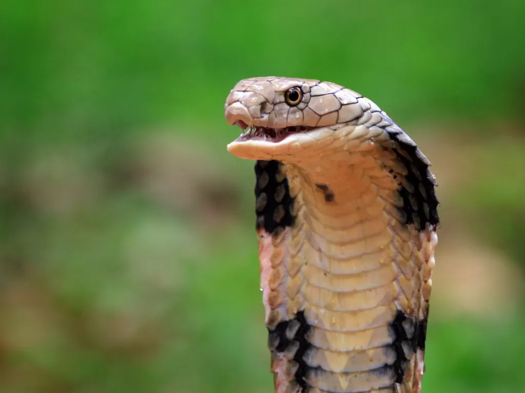 Ilustrasi ular King Cobra. (Freepik/kuritafsheen77)
