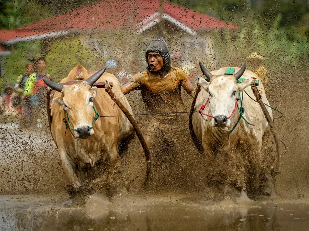 Pacu Jawi, tradisi balapan sapi dari Tanah Minang. (Z Creators/Yulman Yudhistira)